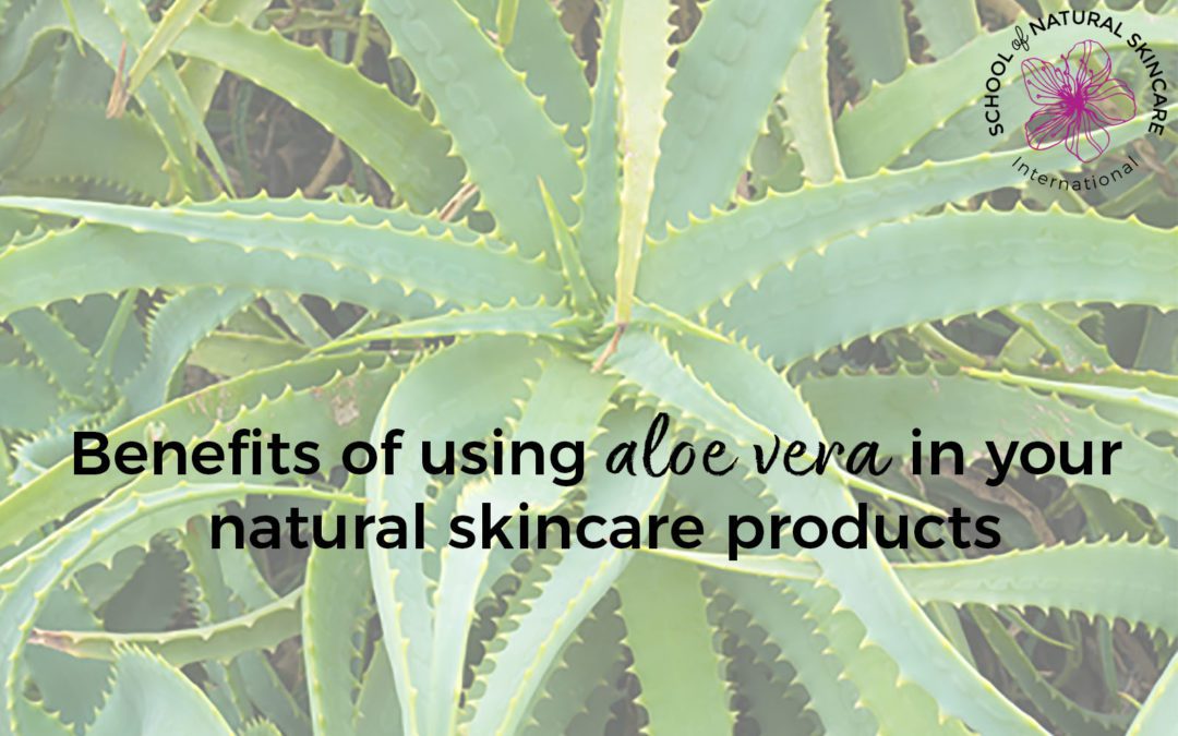 Benefits of using aloe vera in your natural skincare products