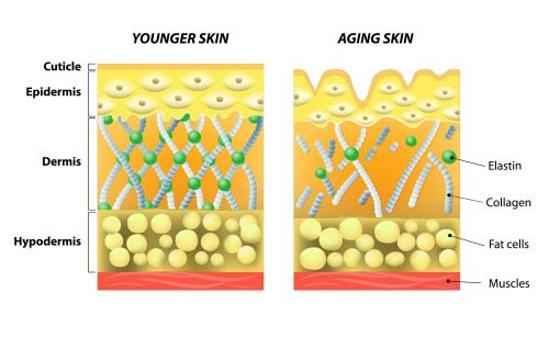elastin collagen skin elasticity