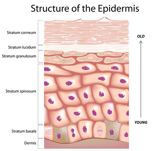 Dry? Oily? Combination? Creating Customized Skincare Formulations for Every Skin Type Skincare Formulation 