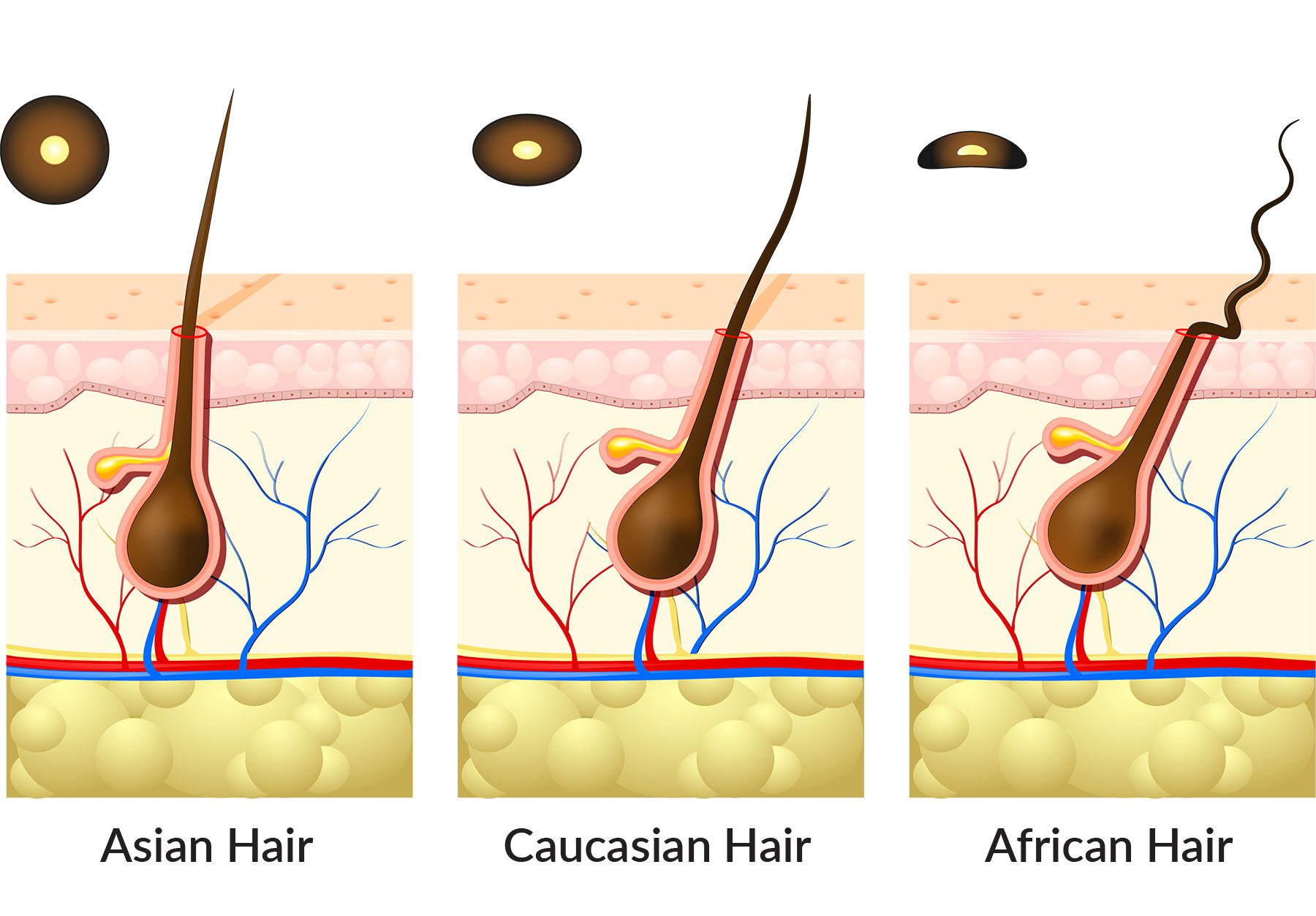 Creating Nourishing Products for Natural, Afro-textured Hair Haircare Formulation 