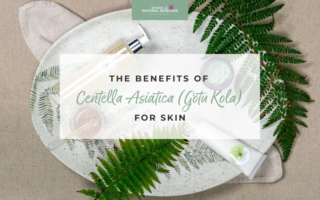 The Benefits of Centella Asiatica (Gotu Kola) for Skin
