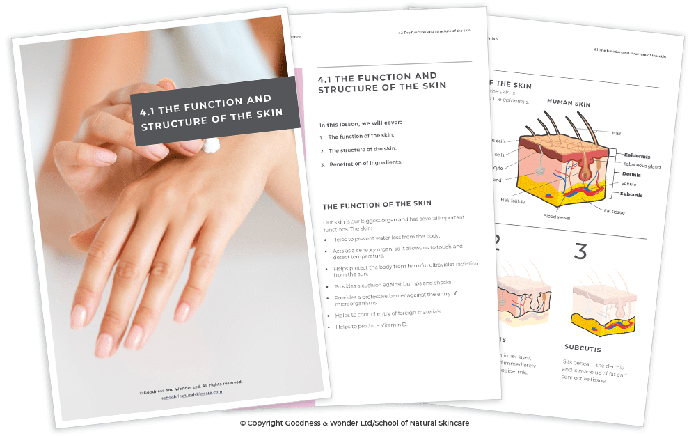 Learning skin anatomy & physiology: the key to formulating for different skin types Getting started Skincare Formulation Studying 
